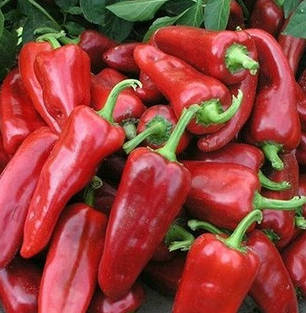 Каспар F1 насіння перцю, 8 насіння — капія, середньораній Wing Seed, фото 3