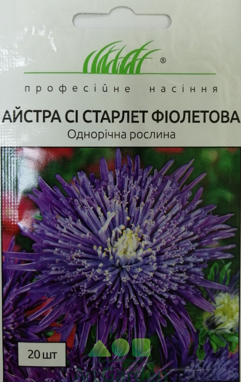 Астра Сі Старлет фіолетова 20 шт