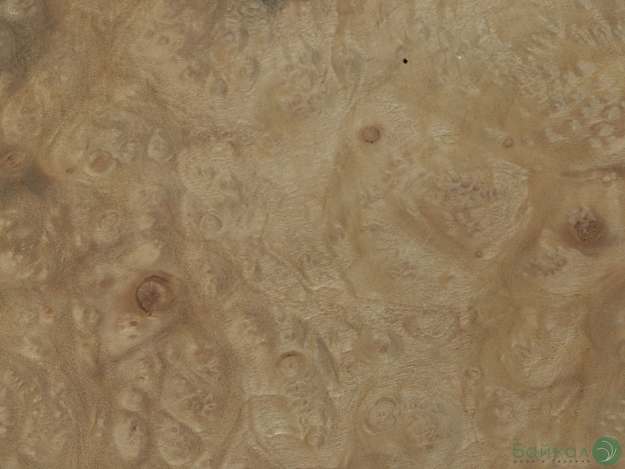 Шпон корінь Мирт 0,6 мм - Singl, фото 1