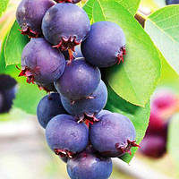 Саджанці ірги канадської "Смоукі"