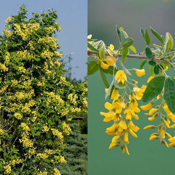 Саджанці бобовника Золотий дощ, фото 1