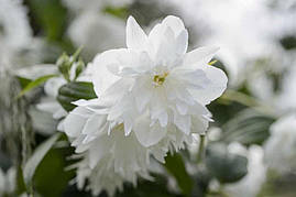 Чубушник Minnesota Snowflake 3 річний, Чубушник / Жасмин Миннесота Сноуфлейк, Philadelphus x virginalis, фото 4