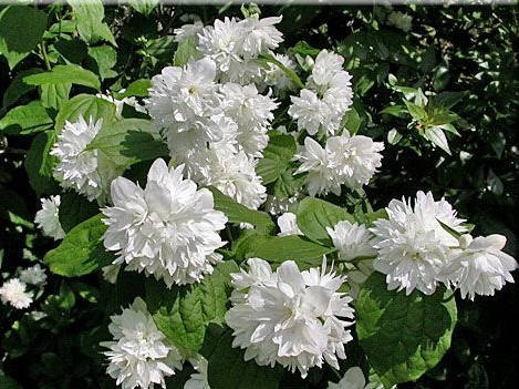 Чубушник Minnesota Snowflake 3 річний, Чубушник / Жасмин Миннесота Сноуфлейк, Philadelphus x virginalis, фото 1