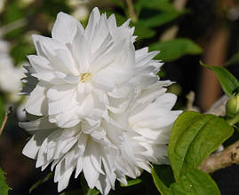 Чубушник Minnesota Snowflake 3 річний, Чубушник / Жасмин Миннесота Сноуфлейк, Philadelphus x virginalis, фото 3