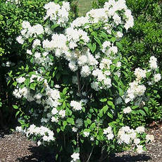 Чубушник Minnesota Snowflake 3 річний, Чубушник / Жасмин Миннесота Сноуфлейк, Philadelphus x virginalis, фото 5