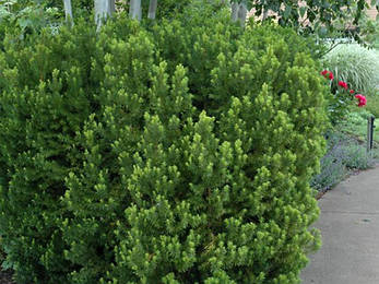 Тис середній Hicksii 4 річний 0,4-0,5 м, Тис середній Хиксии, Taxus media Hicksii, фото 3