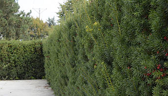 Тис середній Hicksii 4 річний 0,4-0,5 м, Тис середній Хиксии, Taxus media Hicksii, фото 4