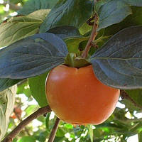 Хурма Росіянка