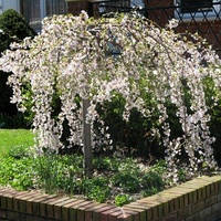 Черешня плакуча