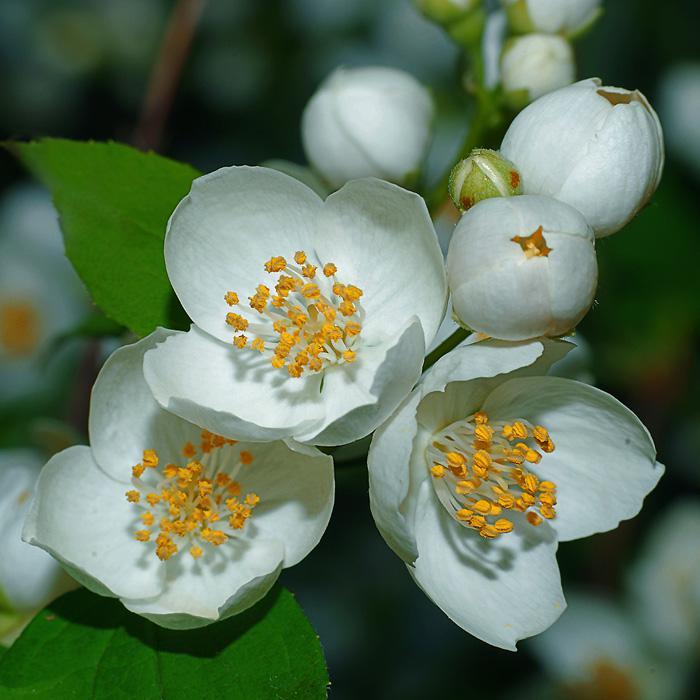 Саджанці жасмину білого "Садовий", фото 1