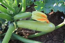 Ардендо F1 кабачок 500 нас. Enza Zaden