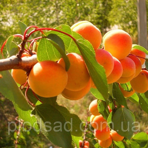 Абрикос Олімп