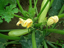 Ісмаліа F1 кабачок 500 нас. Enza Zaden