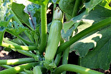 Ангеліна F1 кабачок 500нас. Syngenta