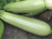 Карізма F1 кабачок 2500нас. Syngenta