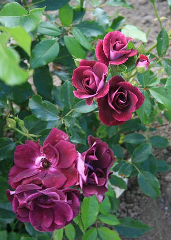 Троянда Бургунді Айс (Burgundy Ice) Флорибунда', фото 2