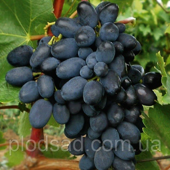 Виноград Кодрянка