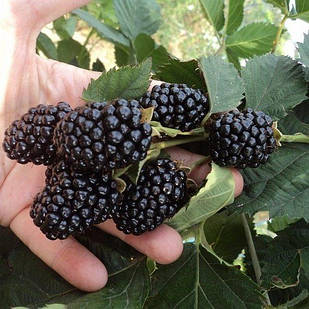 Саджанці ремонтантної ожини Чорна Магія (Black Magic) - ремонтантна, крупноплідна, колюча