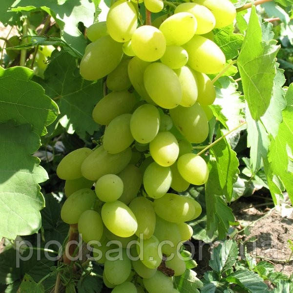 Виноград Тимур