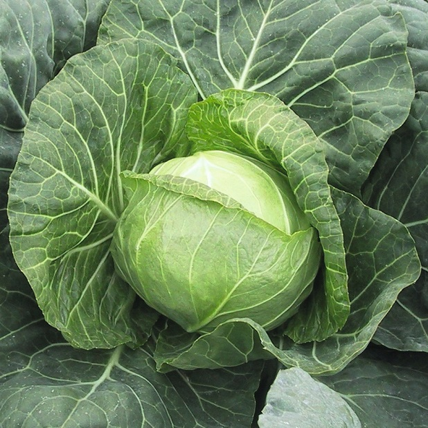 Парел F1 2500 шт. насіння капусти Бейо Голландія, фото 1