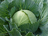 Парел F1 2500 шт. насіння капусти Бейо Голландія, фото 2