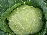 Парел F1 2500 шт. насіння капусти Бейо Голландія, фото 3