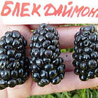 Саджанці ожини Блек Даймонд (Black Diamond) - середнього терміну, безколючкова, солодка, урожайна, фото 2
