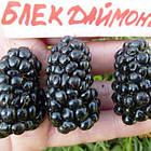 Саджанці ожини Блек Даймонд (Black Diamond) - середнього терміну, безколючкова, солодка, урожайна, фото 3