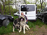 Наклейка на авто / машину Шетландская вівчарка (шелті) на борту, фото 4