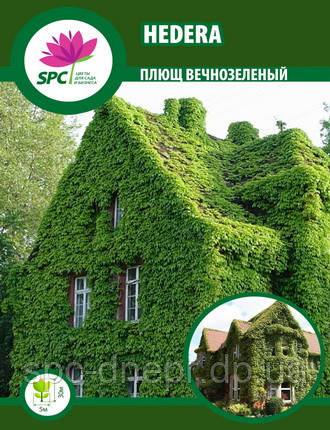 Вічнозелений Плющ Hedera