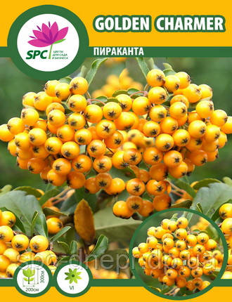 Піраканта Golden Charmer, фото 2