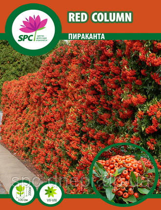 Піраканта Red Columm, фото 2