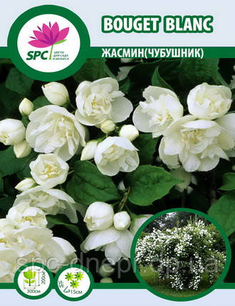 Жасмін Bouget Blanc, фото 2