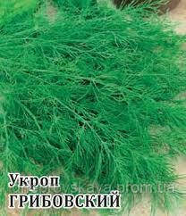 Насіння укроп Грибівський кущовий 1кг вирощування у відкритому та захищеному ґрунті на зелень і спеції