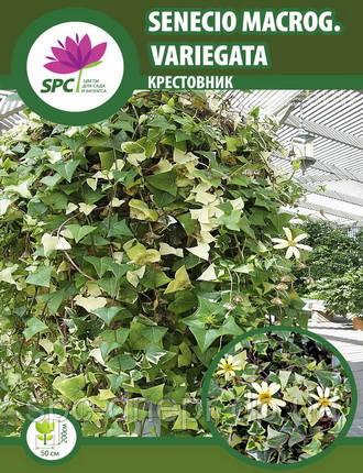 Жовтозілля Variegata