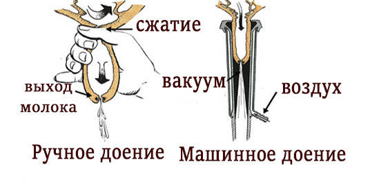 Золоті правила доїння