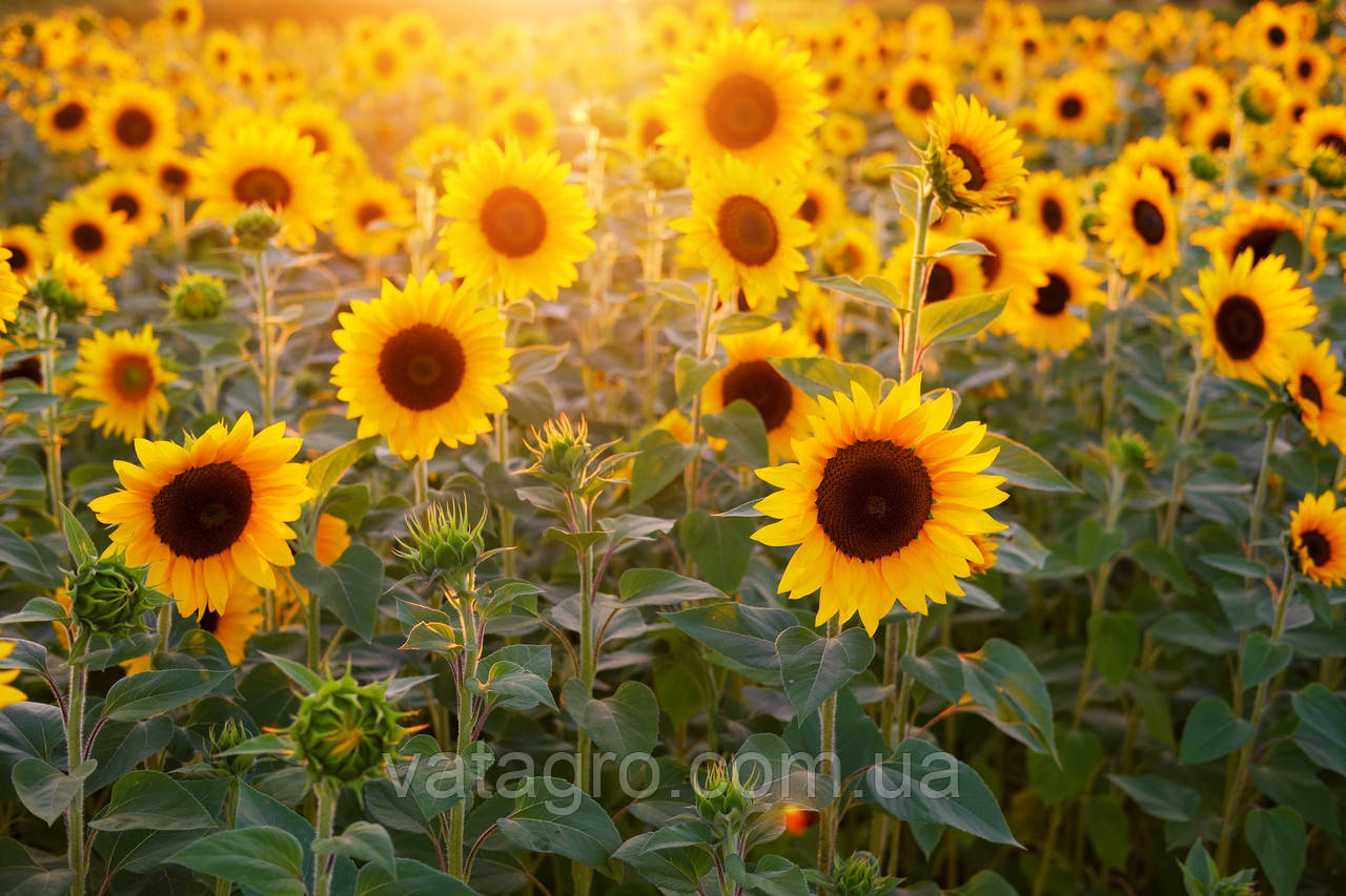 Гібрид соняшника "БУЛЕРІЯ OR7" (BULERIA) Mirasol Seed