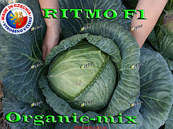 Капута подня Ритмо F1/Ritmo F1, 1000 насіння ТМ Semo (Чехія)