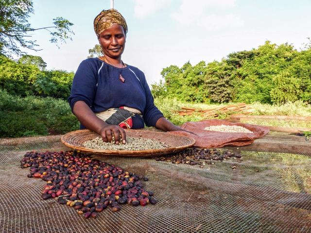 Коста-Риканська арабіка, як росте кава в Коста-Ріці, купити кави Коста Ріка