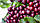Робуста Індія Черрі (India Cherry ААА) 500г. Свіжообсмажена кави, фото 4