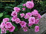 Троянда Lavender Jewel (Лавандовий Дорогоцінний камінь) Мініатюрна, фото 4