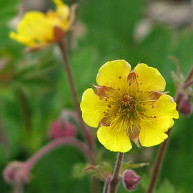 Гравілат - насіння гравілату