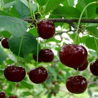 Вишня Подбельська