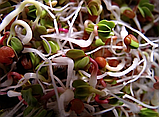 РЕДІС Мікрозелень, насіння зерна редису органічне для пророщування 100 грамів, фото 3