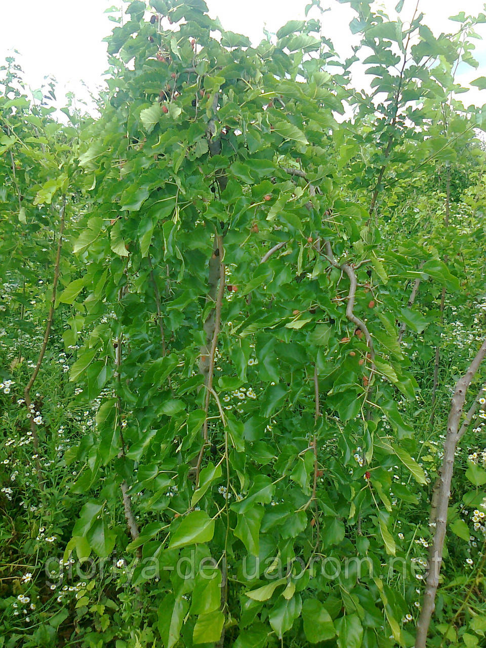 Шовковиця плакуча  (Morus alba Pendula) (від 0,9м до 1,0м