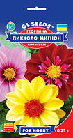 Георгіна Пікколо Мигон сорт із компактною формою куща та махровими суцвіттями d — 9 см, паковання 0,25 г