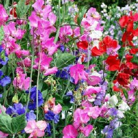 Запашний горошок