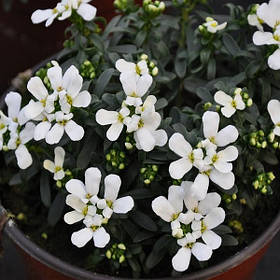 Іберис - насіння іберіса