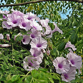 Іпомея - насіння іпомеї