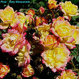 Троянда Вaby Masquerade (Дитячий маскарад) Мініатюрна. гір с2, фото 6